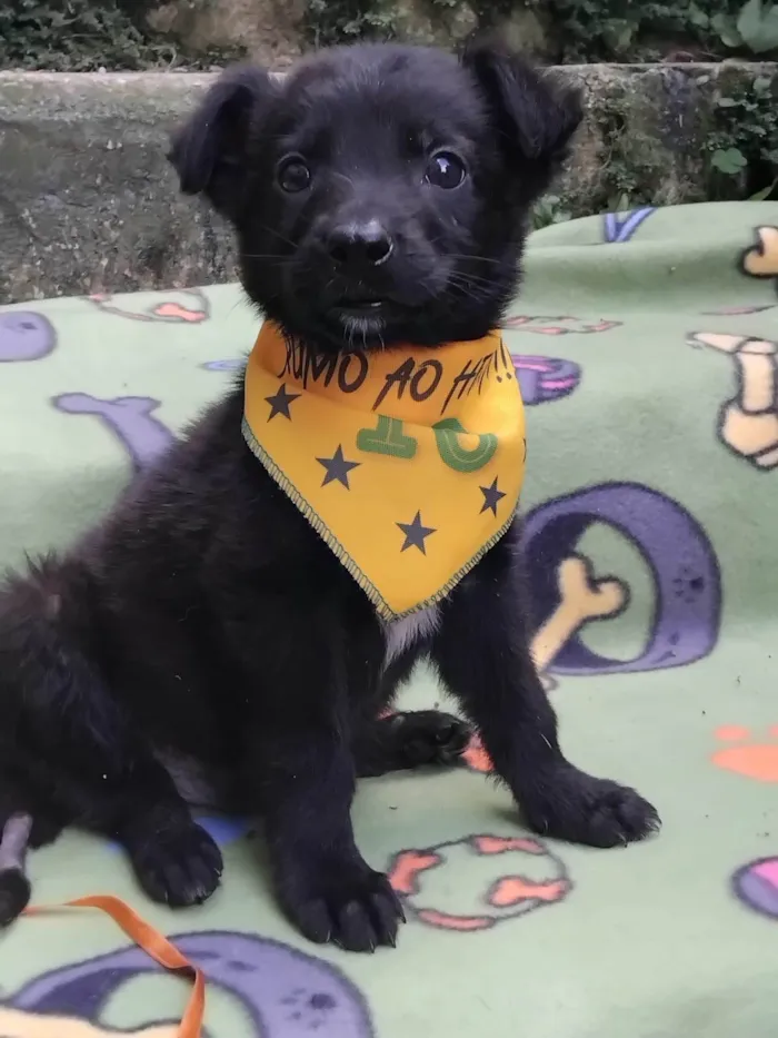 Cachorro ra a SRD-ViraLata idade 2 a 6 meses nome Huguinho 
