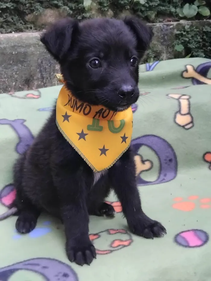 Cachorro ra a SRD-ViraLata idade 2 a 6 meses nome Huguinho 