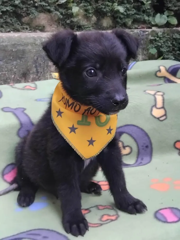 Cachorro ra a SRD-ViraLata idade 2 a 6 meses nome Huguinho 