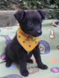 Huguinho