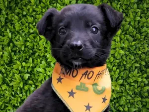 Cachorro raça SRD-ViraLata idade 2 a 6 meses nome Huguinho 