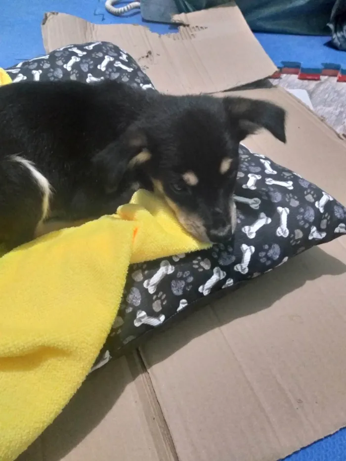 Cachorro ra a SRD-ViraLata idade Abaixo de 2 meses nome Cheidy
