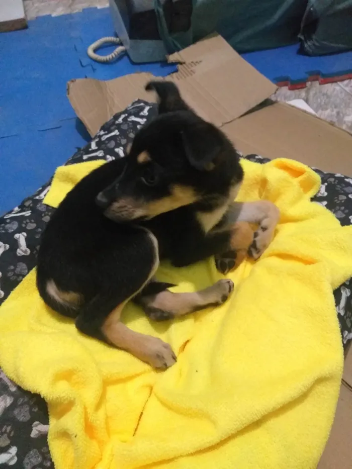 Cachorro ra a SRD-ViraLata idade Abaixo de 2 meses nome Cheidy