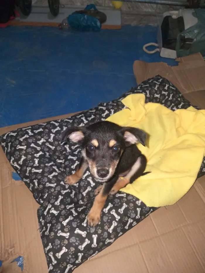 Cachorro ra a SRD-ViraLata idade Abaixo de 2 meses nome Cheidy