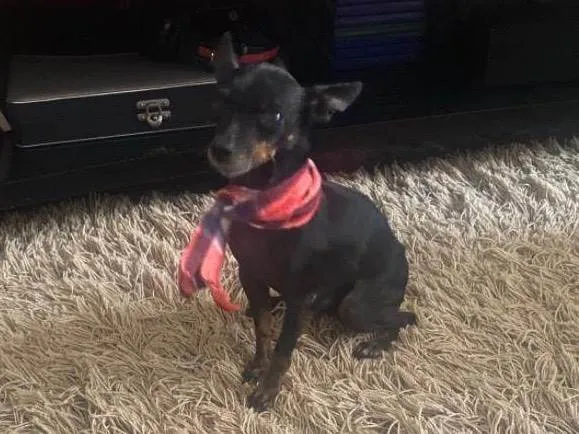 Cachorro ra a Pinscher idade 3 anos nome Alvin