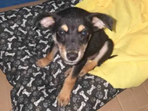 Cachorro raça SRD-ViraLata idade Abaixo de 2 meses nome Cheidy