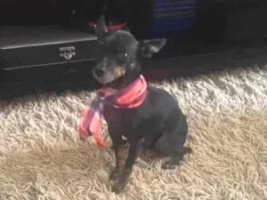 Cachorro raça Pinscher idade 3 anos nome Alvin