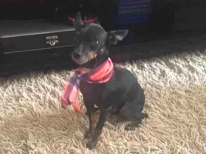 Cachorro ra a Pinscher idade 3 anos nome Alvin