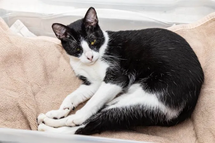 Gato ra a SRD-ViraLata idade 1 ano nome Lizzy