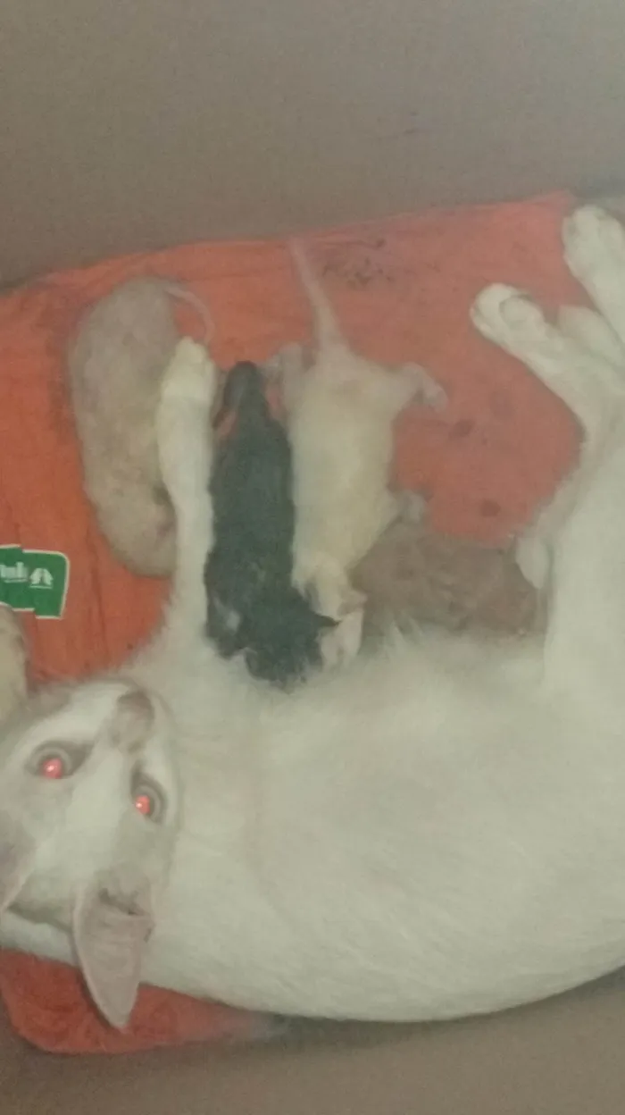 Gato ra a SRD-ViraLata idade Abaixo de 2 meses nome Nasceu agora
