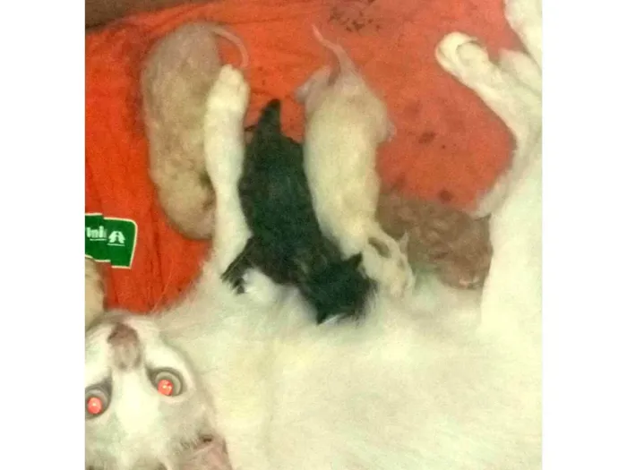Gato ra a SRD-ViraLata idade Abaixo de 2 meses nome Nasceu agora
