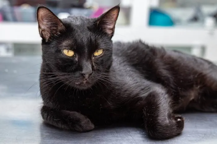 Gato ra a SRD-ViraLata idade 2 anos nome Yuri Alberto