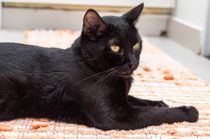 Gato ra a SRD-ViraLata idade 2 anos nome Yuri Alberto