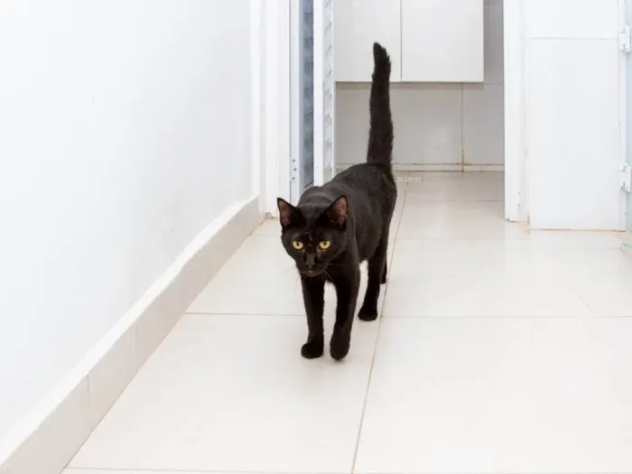 Gato ra a SRD-ViraLata idade 2 anos nome Yuri Alberto