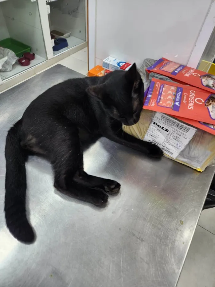 Gato ra a SRD-ViraLata idade 2 anos nome Yuri Alberto