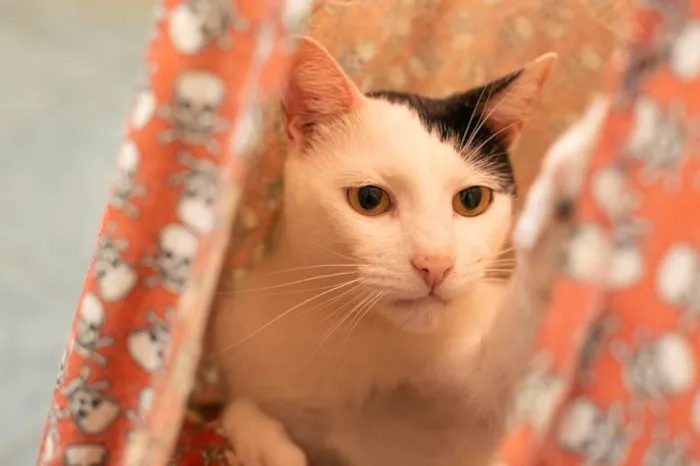 Gato ra a SRD-ViraLata idade 2 anos nome Cortazar