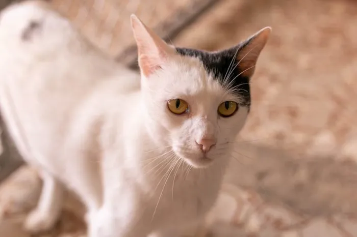 Gato ra a SRD-ViraLata idade 2 anos nome Cortazar