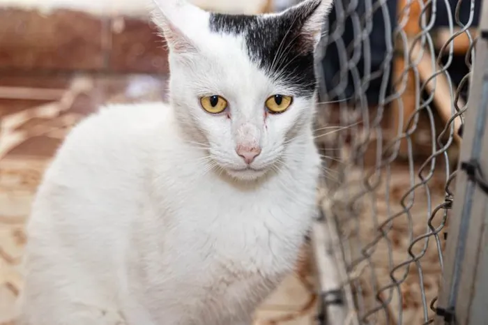 Gato ra a SRD-ViraLata idade 2 anos nome Cortazar