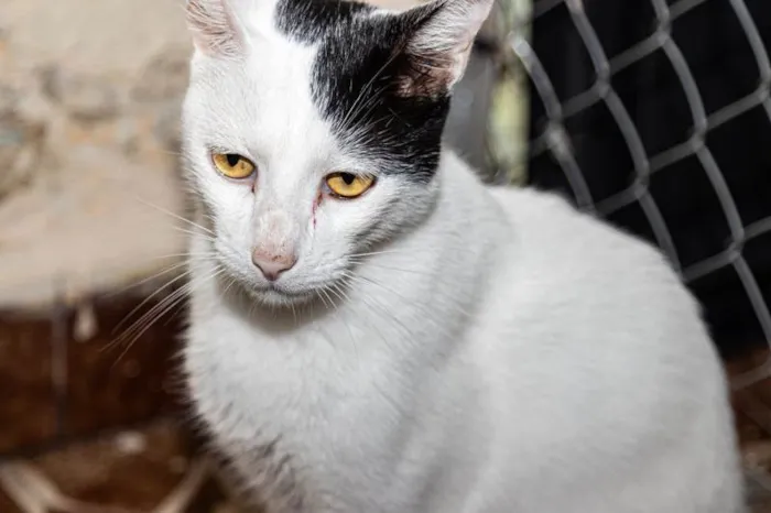 Gato ra a SRD-ViraLata idade 2 anos nome Cortazar