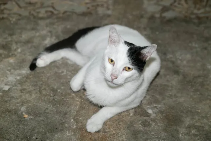 Gato ra a SRD-ViraLata idade 2 anos nome Cortazar