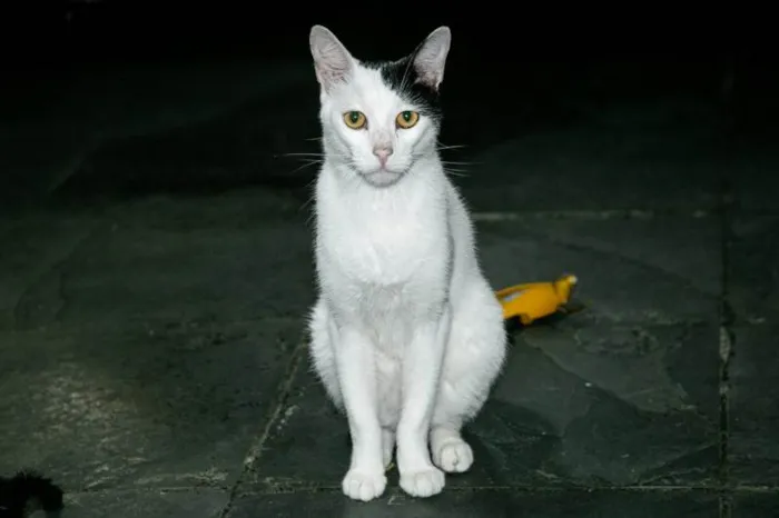 Gato ra a SRD-ViraLata idade 2 anos nome Cortazar