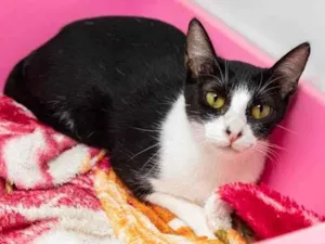 Gato raça SRD-ViraLata idade 1 ano nome Lizzy