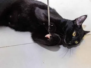 Gato raça SRD-ViraLata idade 2 anos nome Yuri Alberto