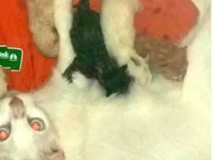 Gato raça SRD-ViraLata idade Abaixo de 2 meses nome Nasceu agora