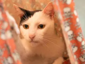 Gato raça SRD-ViraLata idade 2 anos nome Cortazar