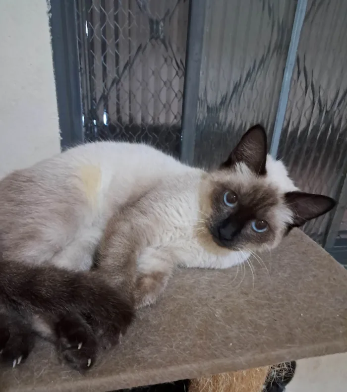 Gato ra a SRD-ViraLata idade 2 a 6 meses nome Olivia
