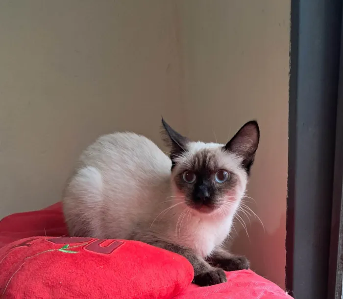 Gato ra a SRD-ViraLata idade 2 a 6 meses nome Olivia