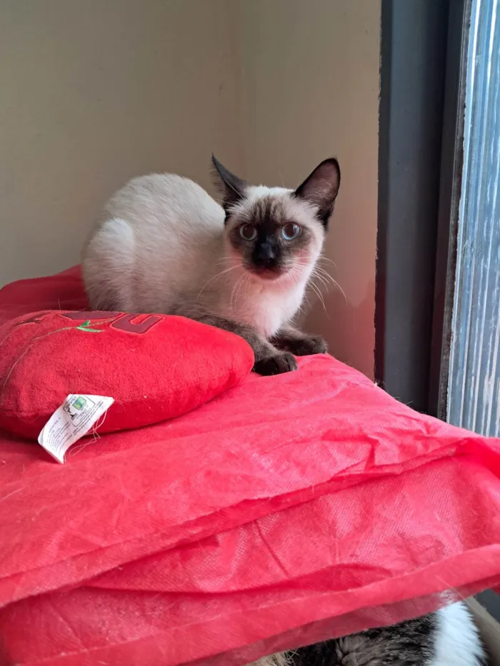 Gato ra a SRD-ViraLata idade 2 a 6 meses nome Olivia