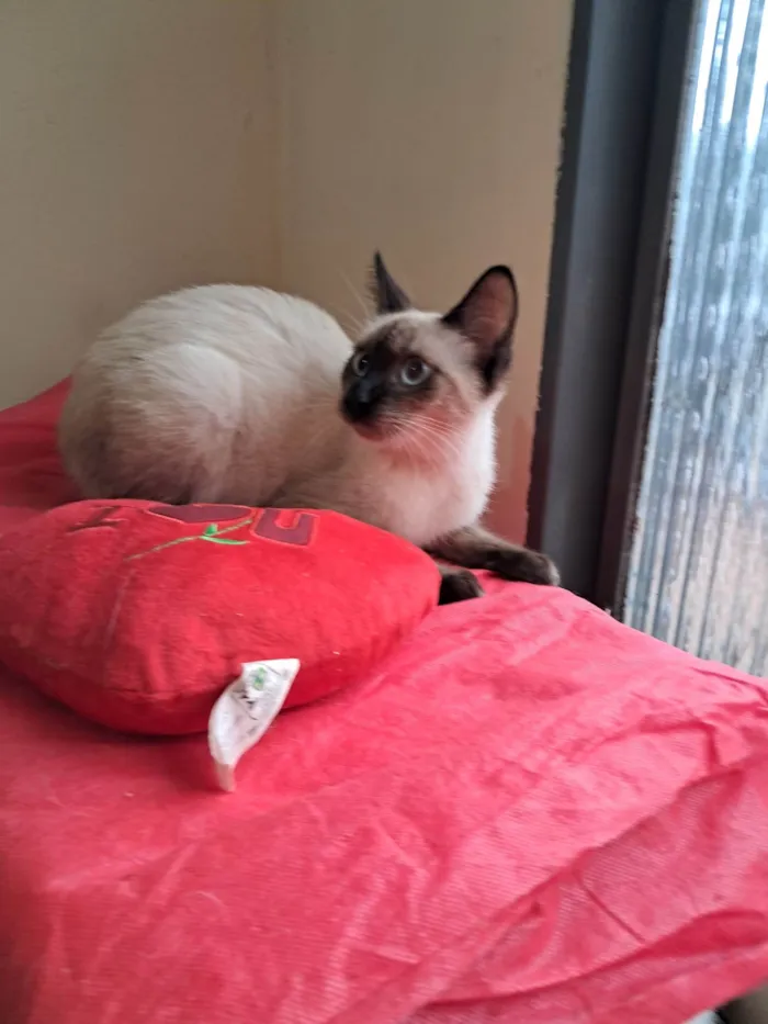 Gato ra a SRD-ViraLata idade 2 a 6 meses nome Olivia