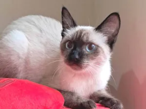 Gato raça SRD-ViraLata idade 2 a 6 meses nome Olivia
