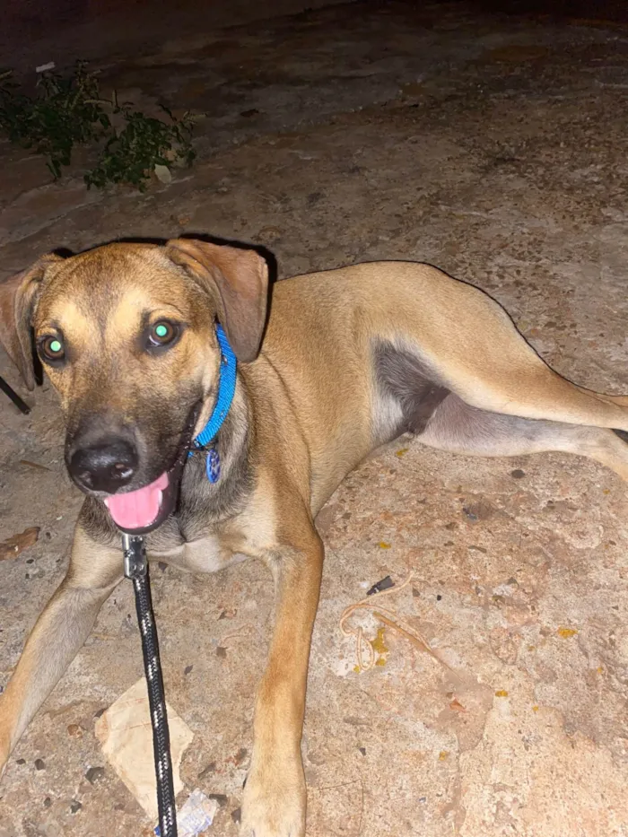 Cachorro ra a SRD-ViraLata idade 7 a 11 meses nome Rocco 