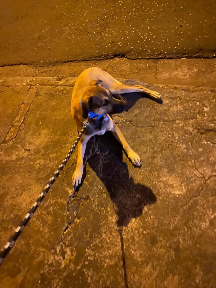 Cachorro ra a SRD-ViraLata idade 7 a 11 meses nome Rocco 