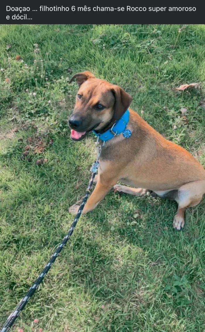 Cachorro ra a SRD-ViraLata idade 7 a 11 meses nome Rocco 