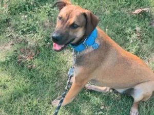 Cachorro raça SRD-ViraLata idade 7 a 11 meses nome Rocco 