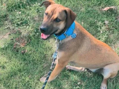 Cachorro raça SRD-ViraLata idade 7 a 11 meses nome Rocco 