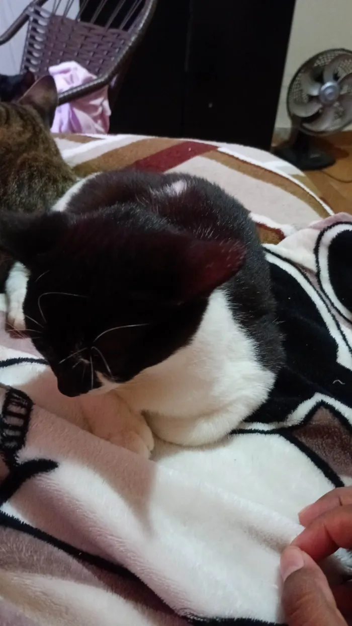 Gato ra a SRD-ViraLata idade 2 a 6 meses nome Miu