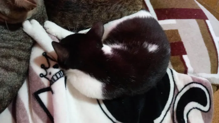 Gato ra a SRD-ViraLata idade 2 a 6 meses nome Miu