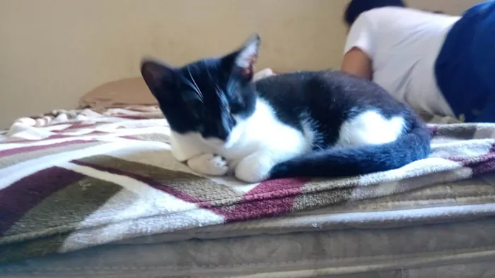 Gato ra a SRD-ViraLata idade 2 a 6 meses nome Miu