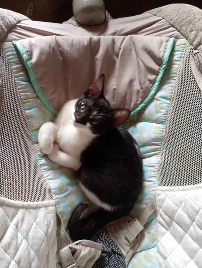 Gato ra a SRD-ViraLata idade 2 a 6 meses nome Miu