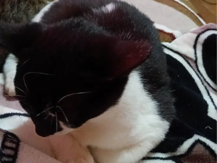 Gato ra a SRD-ViraLata idade 2 a 6 meses nome Miu