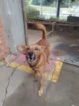 Adoção Urgente