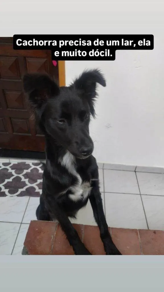 Cachorro ra a SRD-ViraLata idade 7 a 11 meses nome Porte P/M Urgente