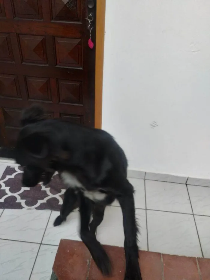 Cachorro ra a SRD-ViraLata idade 7 a 11 meses nome Porte P/M Urgente