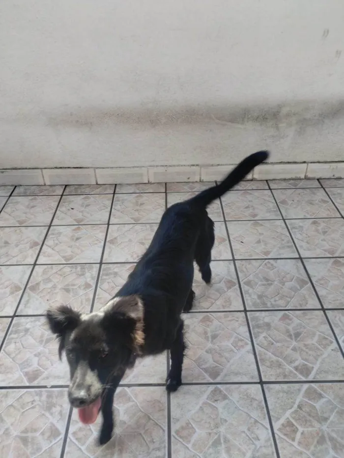 Cachorro ra a SRD-ViraLata idade 7 a 11 meses nome Porte P/M Urgente