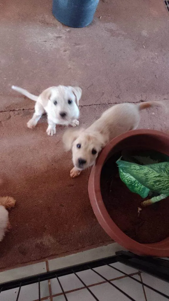 Cachorro ra a SRD-ViraLata idade Abaixo de 2 meses nome Filhotes Urgente