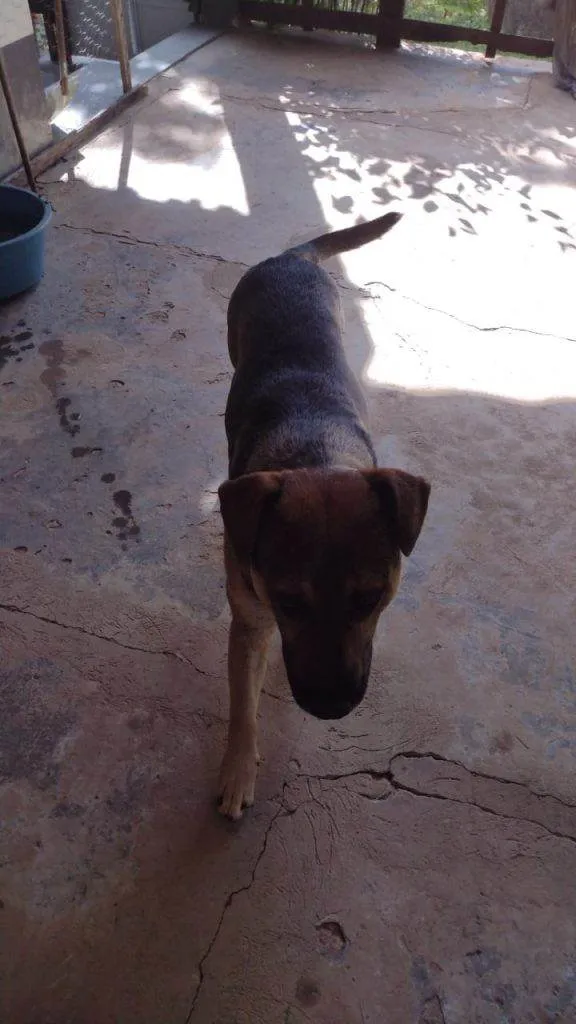 Cachorro ra a SRD-ViraLata idade 7 a 11 meses nome 5 Cães Urgente